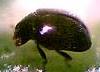 Stethorus punctillum.jpg